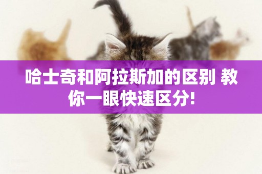 哈士奇和阿拉斯加的區別 教你一眼快速區分!