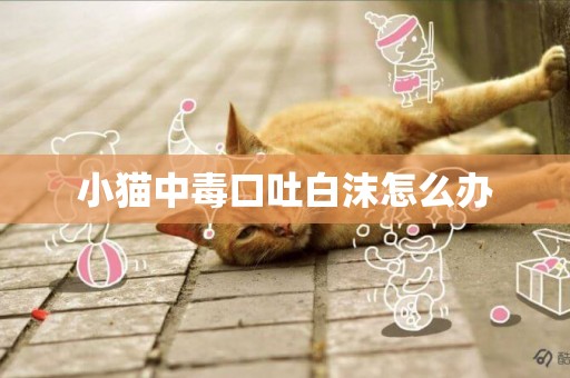 小貓中毒口吐白沫怎么辦