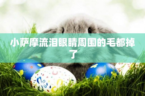 小薩摩流淚眼睛周圍的毛都掉了