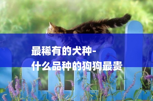 最稀有的犬種-
什么品種的狗狗最貴