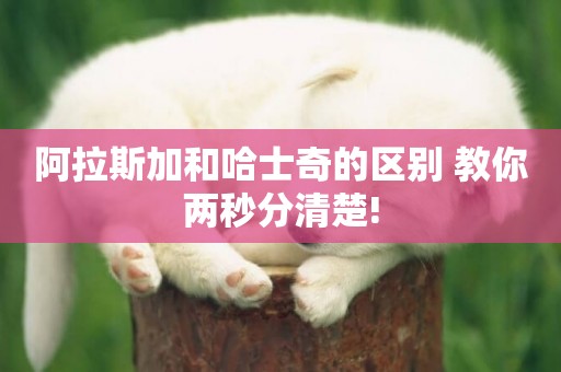 阿拉斯加和哈士奇的區別 教你兩秒分清楚!