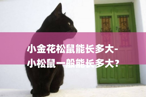 小金花松鼠能長多大-
小松鼠一般能長多大？