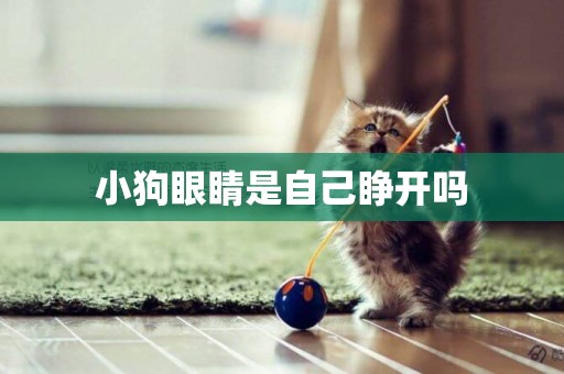 小狗眼睛是自己睜開嗎