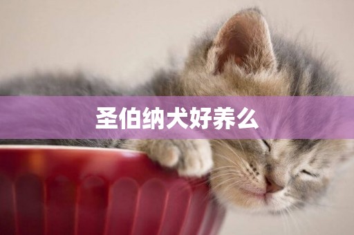 圣伯納犬好養么