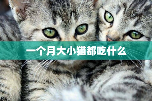 一個月大小貓都吃什么