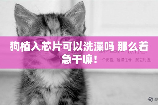 狗植入芯片可以洗澡嗎 那么著急干嘛！