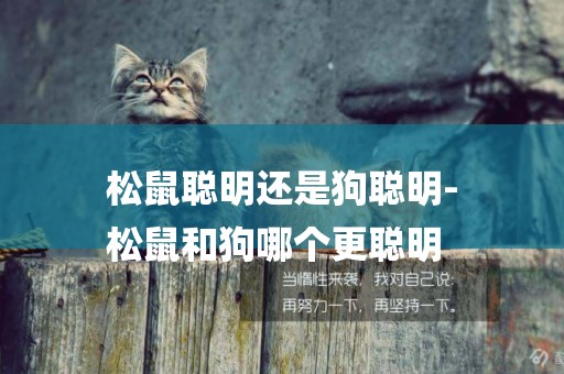 松鼠聰明還是狗聰明-
松鼠和狗哪個更聰明
