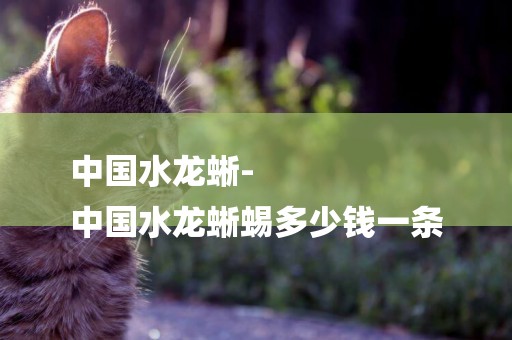 中國水龍蜥-
中國水龍蜥蜴多少錢一條