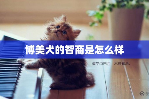 博美犬的智商是怎么樣