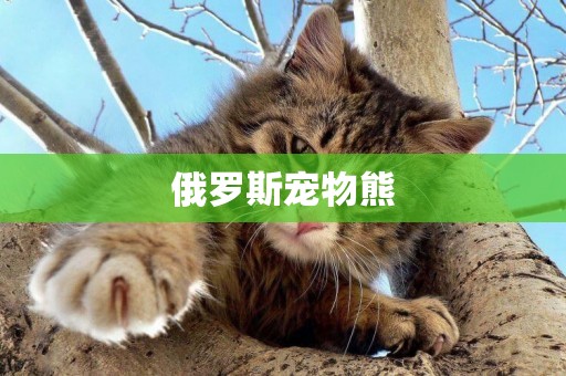 俄羅斯寵物熊