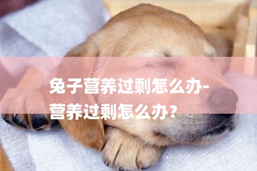 兔子營養過剩怎么辦-
營養過剩怎么辦？