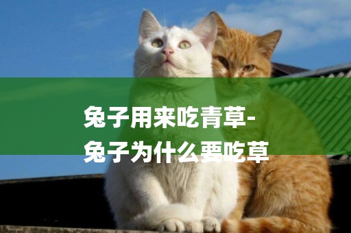 兔子用來吃青草-
兔子為什么要吃草