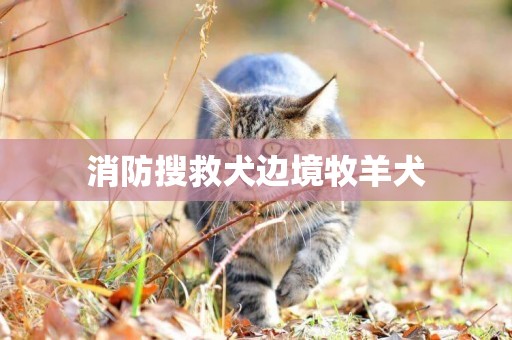消防搜救犬邊境牧羊犬