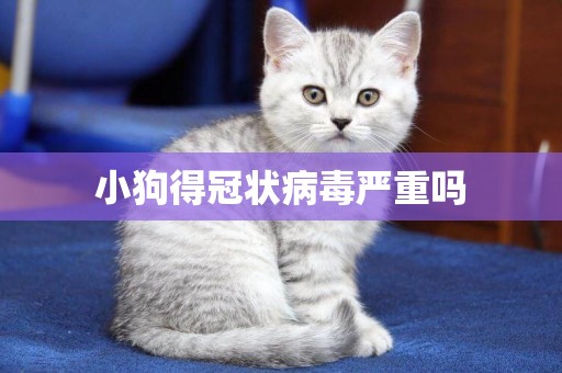 小狗得冠狀病毒嚴重嗎