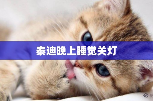 泰迪晚上睡覺關燈