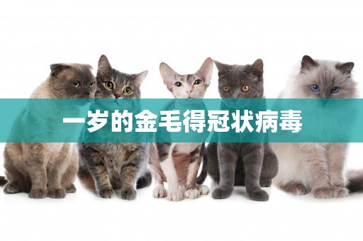 一歲的金毛得冠狀病毒