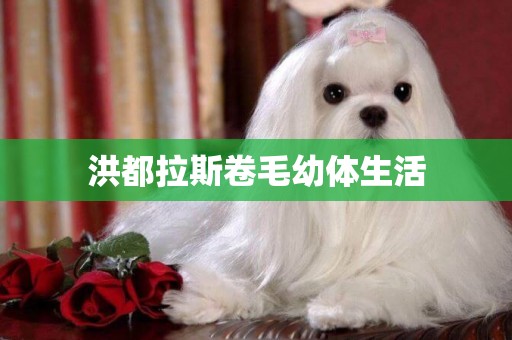 洪都拉斯卷毛幼體生活