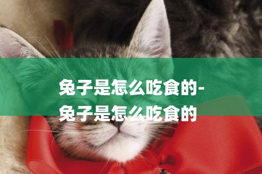 兔子是怎么吃食的-
兔子是怎么吃食的