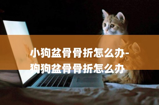 小狗盆骨骨折怎么辦-
狗狗盆骨骨折怎么辦