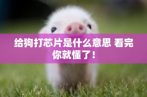 給狗打芯片是什么意思 看完你就懂了！