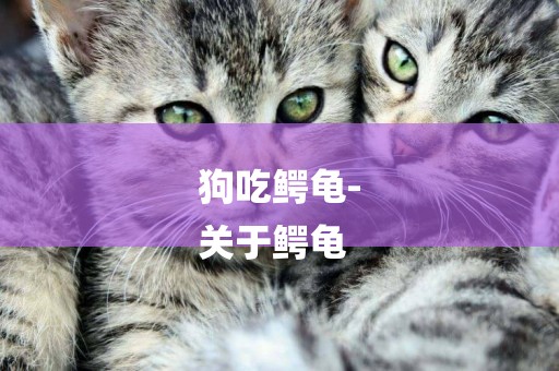 狗吃鱷龜-
關于鱷龜