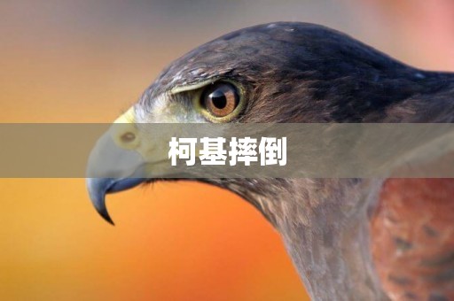 柯基摔倒