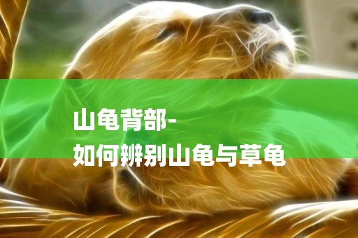 山龜背部-
如何辨別山龜與草龜