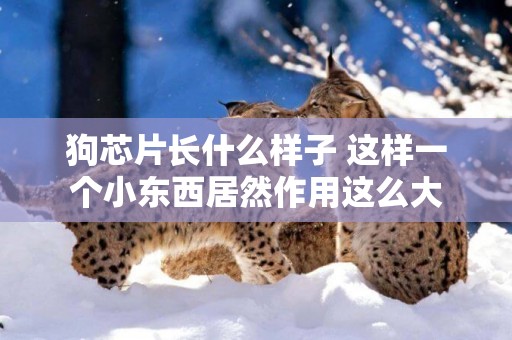 狗芯片長什么樣子 這樣一個小東西居然作用這么大