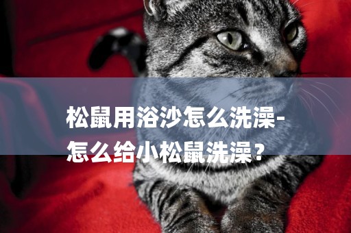 松鼠用浴沙怎么洗澡-
怎么給小松鼠洗澡？