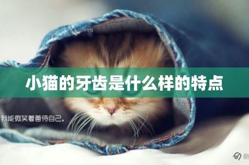 小貓的牙齒是什么樣的特點