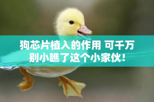 狗芯片植入的作用 可千萬別小瞧了這個小家伙！