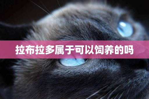 拉布拉多屬于可以飼養的嗎