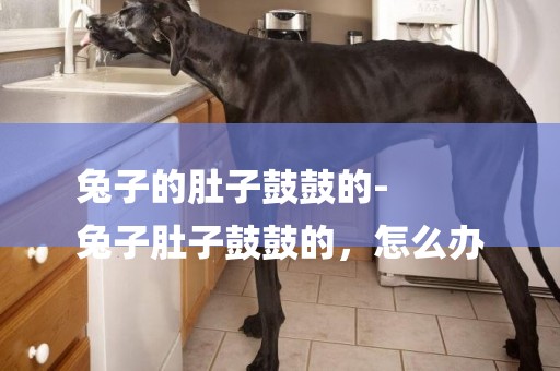 兔子的肚子鼓鼓的-
兔子肚子鼓鼓的，怎么辦