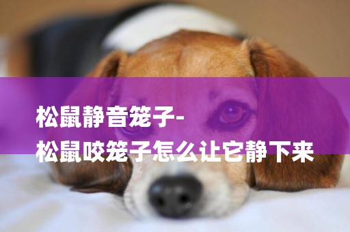 松鼠靜音籠子-
松鼠咬籠子怎么讓它靜下來
