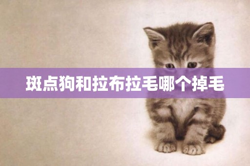 斑點狗和拉布拉毛哪個掉毛