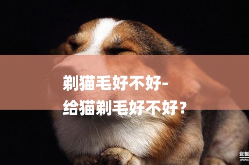 剃貓毛好不好-
給貓剃毛好不好？