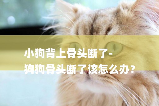 小狗背上骨頭斷了-
狗狗骨頭斷了該怎么辦？