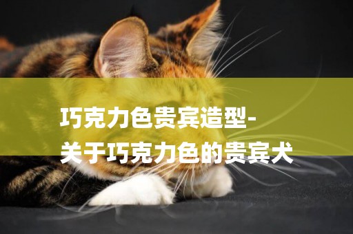 巧克力色貴賓造型-
關于巧克力色的貴賓犬