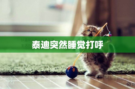 泰迪突然睡覺打呼