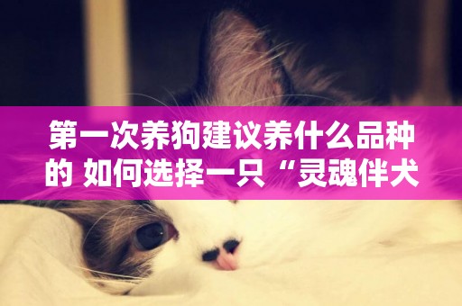 第一次養狗建議養什么品種的 如何選擇一只“靈魂伴犬”