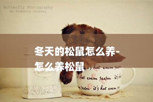 冬天的松鼠怎么養-
怎么養松鼠