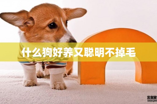 什么狗好養又聰明不掉毛