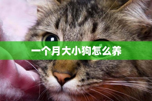 一個月大小狗怎么養