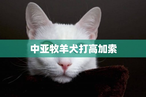 中亞牧羊犬打高加索