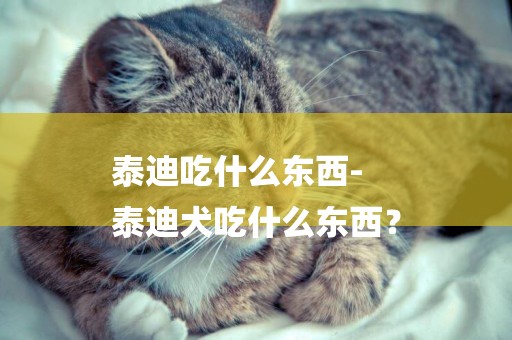 泰迪吃什么東西-
泰迪犬吃什么東西？
