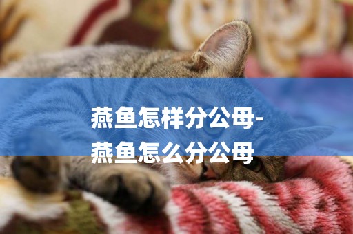 燕魚怎樣分公母-
燕魚怎么分公母