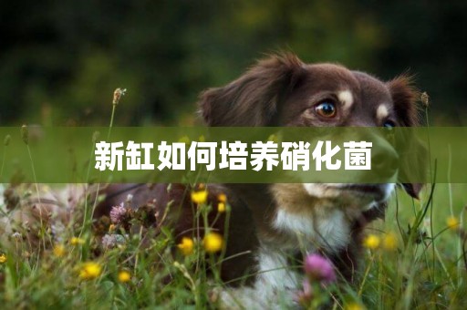 新缸如何培養硝化菌