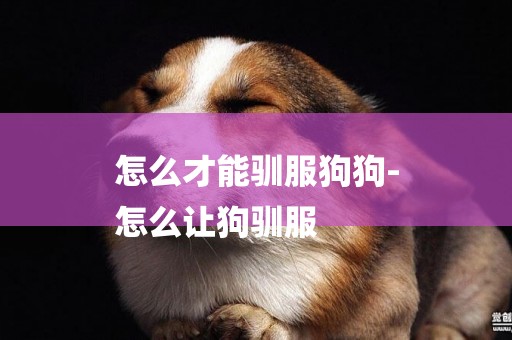 怎么才能馴服狗狗-
怎么讓狗馴服