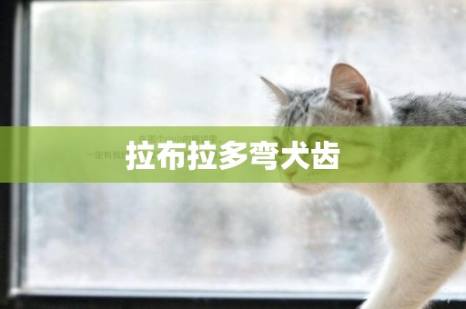 拉布拉多彎犬齒