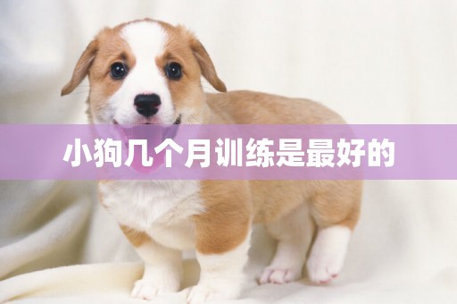 小狗幾個月訓練是最好的